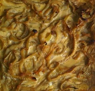 Sformato di finocchi e ricotta